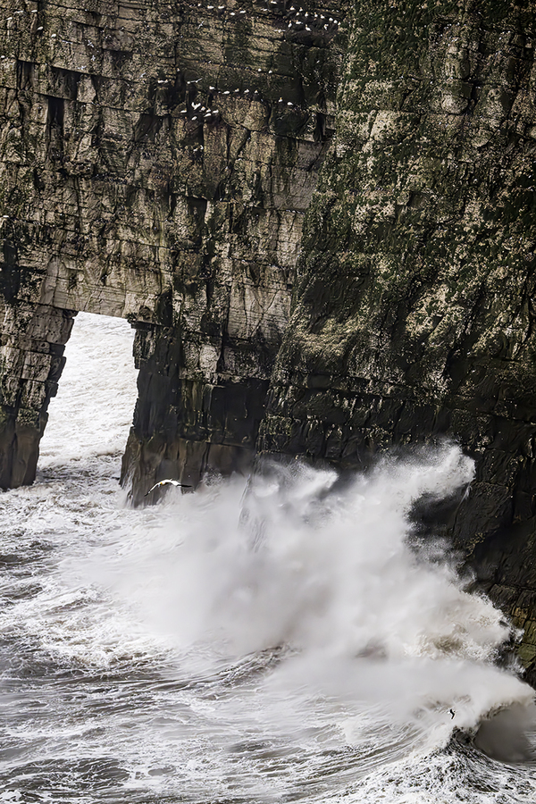 Bempton Cliffs